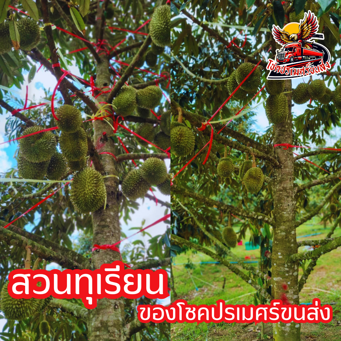 สวนทุเรียนของโชคปรเมศร์ขนส่ง